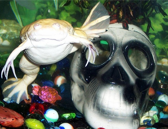 corals inverts - xenopus laevis - albino clawed frog stocking in 72 gallons tank - Albino Clawed Frog corals inverts - xenopus laevis - albino clawed frog stocking in 72 gallons tank - Albino Clawed Frog