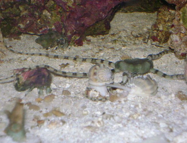 corals inverts - ophiolepsis superba - serpent sea star, fancy tiger-striped stocking in 24 gallons tank - Sand Sifting Snails fight Serpent Star for Shrimp Pellets. Crab closing in to fight as well... corals inverts - ophiolepsis superba - serpent sea star, fancy tiger-striped stocking in 24 gallons tank - Sand Sifting Snails fight Serpent Star for Shrimp Pellets. Crab closing in to fight as well...