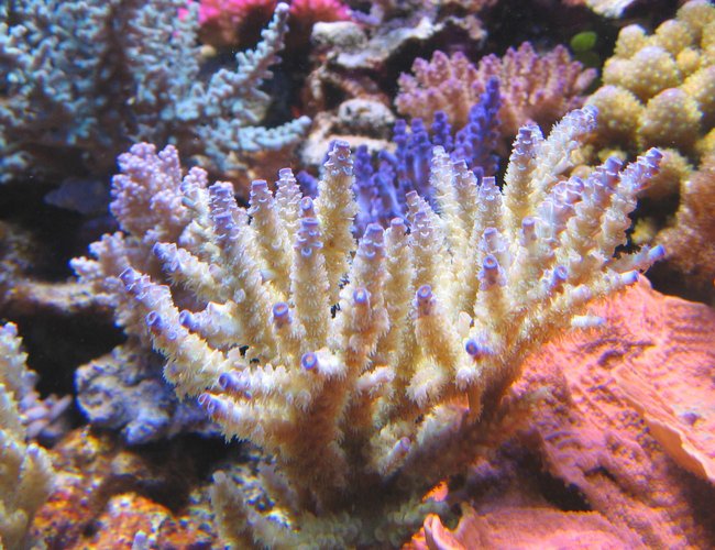 corals inverts - acropora tenuis - tenuis, green with purple tips stocking in 100 gallons tank - Acropora Tenuis corals inverts - acropora tenuis - tenuis, green with purple tips stocking in 100 gallons tank - Acropora Tenuis