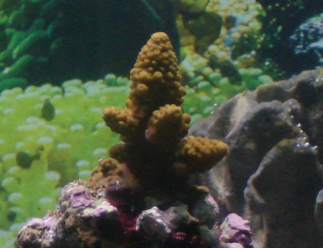 corals inverts - acropora formosa - midnight staghorn acropora coral stocking in 125 gallons tank - hard coral corals inverts - acropora formosa - midnight staghorn acropora coral stocking in 125 gallons tank - hard coral