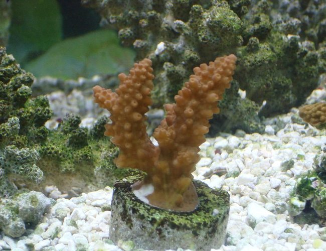 corals inverts - acropora formosa - midnight staghorn acropora coral stocking in 125 gallons tank - hard coral corals inverts - acropora formosa - midnight staghorn acropora coral stocking in 125 gallons tank - hard coral