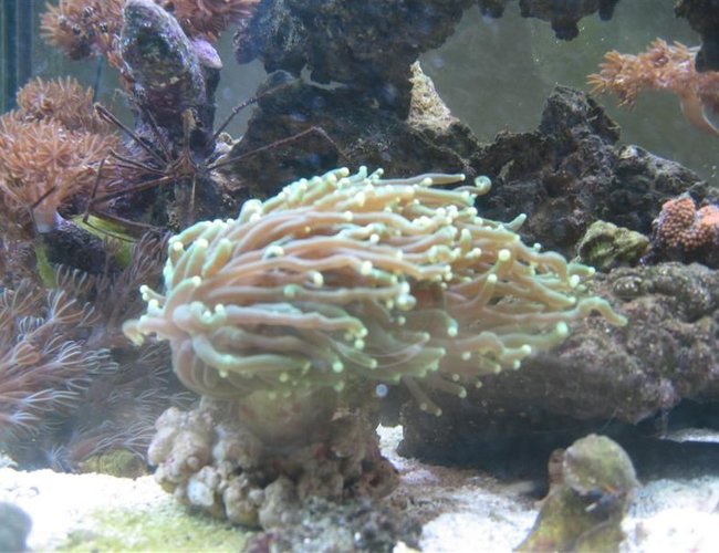 corals inverts - euphyllia glabrescens - torch coral stocking in 65 gallons tank - My aquacultered Torch Coral...I can't believe how BIG this guy gets sometimes! corals inverts - euphyllia glabrescens - torch coral stocking in 65 gallons tank - My aquacultered Torch Coral...I can't believe how BIG this guy gets sometimes!