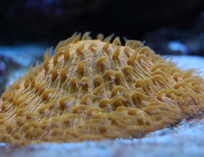 corals inverts - fungia sp. - plate coral, orange - short tentacle stocking in 58 gallons tank - Fungia plate. corals inverts - fungia sp. - plate coral, orange - short tentacle stocking in 58 gallons tank - Fungia plate.