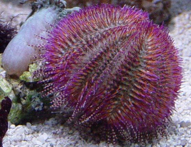 corals inverts - salmacis bicolour - pink urchin stocking in 35 gallons tank - Pink Urchin - Salmacis Bicolour corals inverts - salmacis bicolour - pink urchin stocking in 35 gallons tank - Pink Urchin - Salmacis Bicolour
