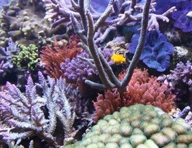 corals inverts - gorgonia sp. - rusty gorgonian stocking in 220 gallons tank - corals corals inverts - gorgonia sp. - rusty gorgonian stocking in 220 gallons tank - corals