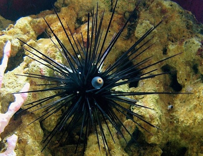 corals inverts - diadema setosum - longspine urchin, black stocking in 120 gallons tank - my long spine urchin corals inverts - diadema setosum - longspine urchin, black stocking in 120 gallons tank - my long spine urchin