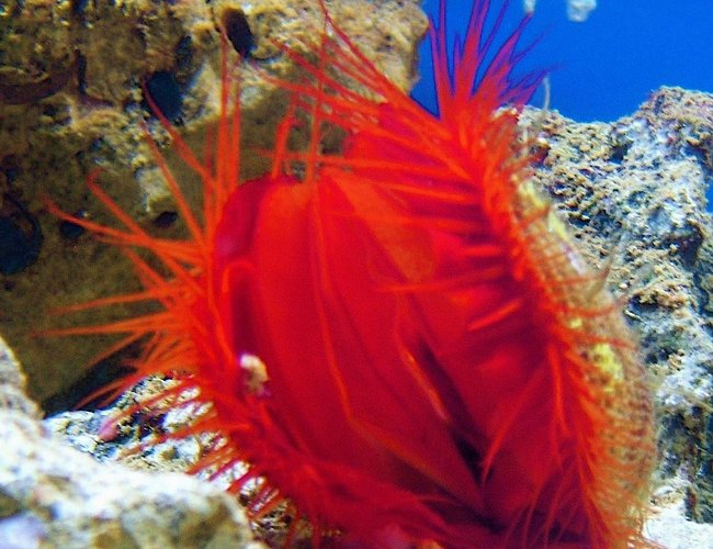 corals inverts - lima scabra - flame scallop stocking in 120 gallons tank - my flame scallop corals inverts - lima scabra - flame scallop stocking in 120 gallons tank - my flame scallop