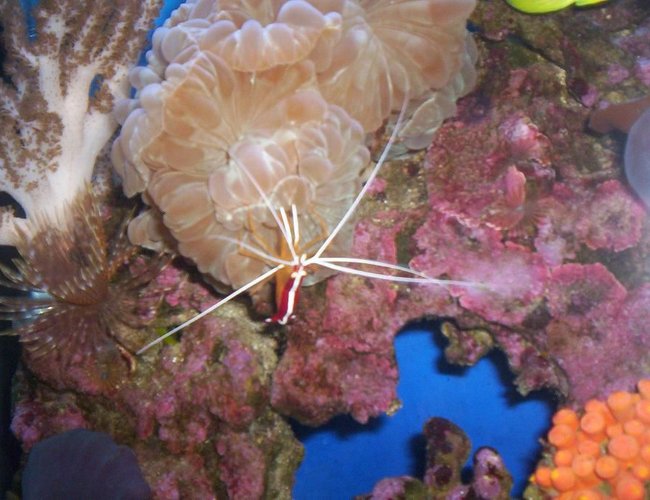 corals inverts - nemanzophyllia turbida - fox coral stocking in 55 gallons tank - 2008 corals inverts - nemanzophyllia turbida - fox coral stocking in 55 gallons tank - 2008