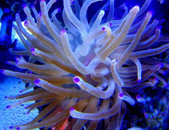 corals inverts - condylactis gigantea - condy anemone stocking in 46 gallons tank - Purple Tip Anemone corals inverts - condylactis gigantea - condy anemone stocking in 46 gallons tank - Purple Tip Anemone