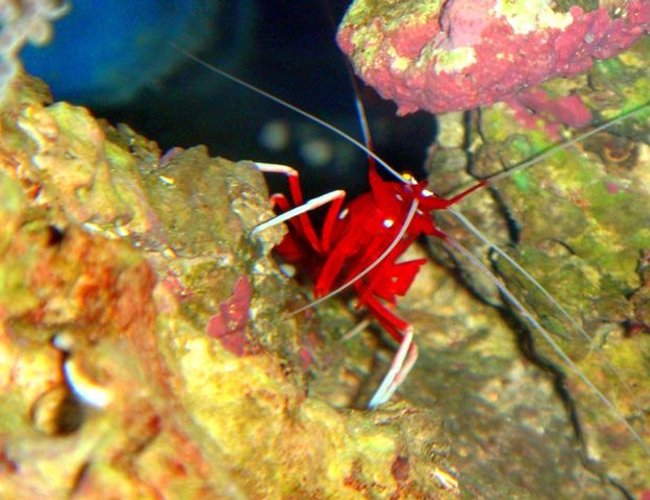 corals inverts - lysmata debelius - blood red fire shrimp stocking in 46 gallons tank - Clifford the Big Red Shrimp (Fire Shrimp) corals inverts - lysmata debelius - blood red fire shrimp stocking in 46 gallons tank - Clifford the Big Red Shrimp (Fire Shrimp)