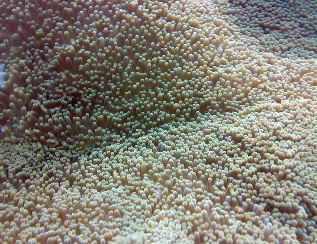 corals inverts - stichodactyla sp. - carpet anemone stocking in 500 gallons tank - Carpet anenomae close up. corals inverts - stichodactyla sp. - carpet anemone stocking in 500 gallons tank - Carpet anenomae close up.