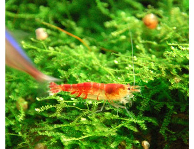 corals inverts - caridina sp. - red crystal shrimp stocking in 15 gallons tank - more of my Red Crystals Shrimp corals inverts - caridina sp. - red crystal shrimp stocking in 15 gallons tank - more of my Red Crystals Shrimp