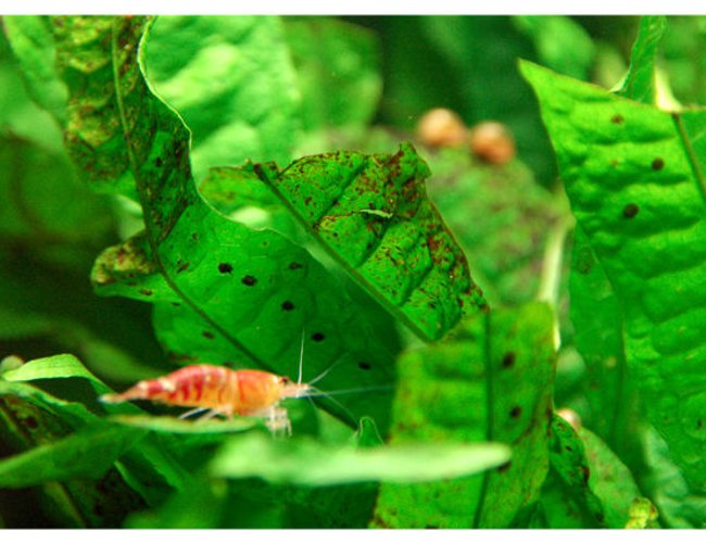 corals inverts - caridina sp. - red crystal shrimp stocking in 15 gallons tank - more of my Red Crystals Shrimp corals inverts - caridina sp. - red crystal shrimp stocking in 15 gallons tank - more of my Red Crystals Shrimp