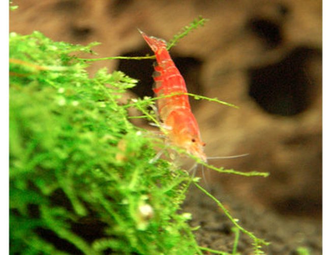 corals inverts - caridina sp. - red crystal shrimp stocking in 15 gallons tank - My Grade C Red Crystal Shrimp corals inverts - caridina sp. - red crystal shrimp stocking in 15 gallons tank - My Grade C Red Crystal Shrimp