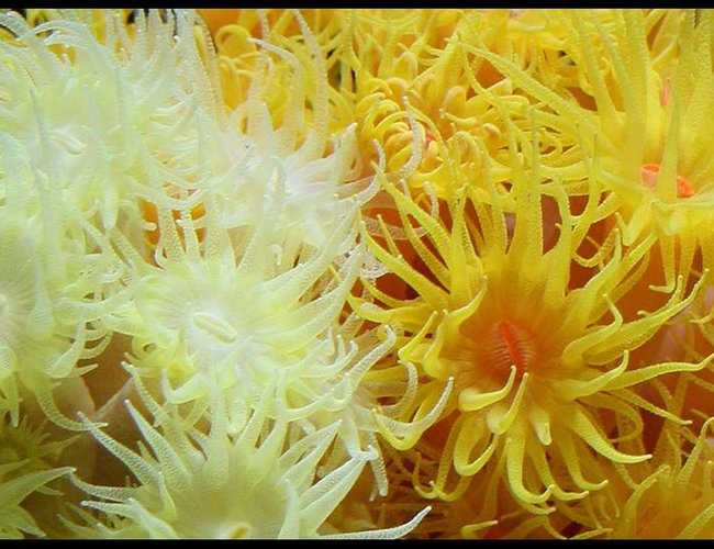 corals inverts - tubastrea faulkneri - orange sun coral stocking in 35 gallons tank - Yellow & Orange Sun Corals corals inverts - tubastrea faulkneri - orange sun coral stocking in 35 gallons tank - Yellow & Orange Sun Corals