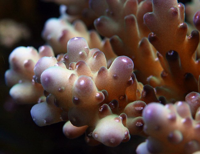 corals inverts - acropora lokani - leagues lokani stocking in 210 gallons tank - acro corals inverts - acropora lokani - leagues lokani stocking in 210 gallons tank - acro