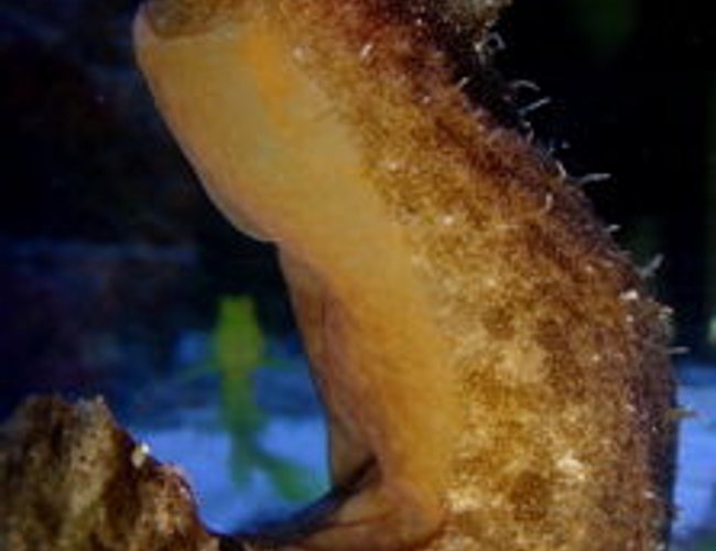 corals inverts - aplysia sp. - sea hare stocking in 55 gallons tank - sea hare corals inverts - aplysia sp. - sea hare stocking in 55 gallons tank - sea hare