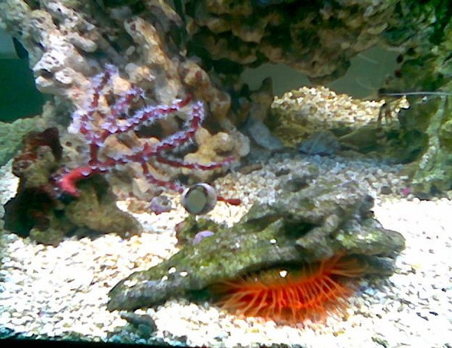corals inverts - lima scabra - flame scallop stocking in 75 gallons tank - red deepwater gorgonian / flaming scalop corals inverts - lima scabra - flame scallop stocking in 75 gallons tank - red deepwater gorgonian / flaming scalop