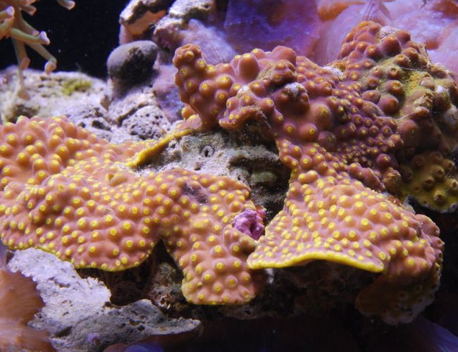 corals inverts - turbinaria sp. - cup coral stocking in 125 gallons tank - Scrool coral in 125 reef corals inverts - turbinaria sp. - cup coral stocking in 125 gallons tank - Scrool coral in 125 reef