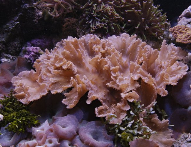 corals inverts - sinularia brassica - cabbage leather coral stocking in 125 gallons tank - Sinularia Dura in 125 reef corals inverts - sinularia brassica - cabbage leather coral stocking in 125 gallons tank - Sinularia Dura in 125 reef