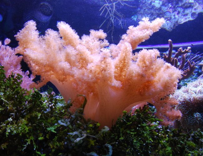 corals inverts - cladiella sp. - cauliflower colt coral stocking in 125 gallons tank - Colt coral in 125 reef corals inverts - cladiella sp. - cauliflower colt coral stocking in 125 gallons tank - Colt coral in 125 reef