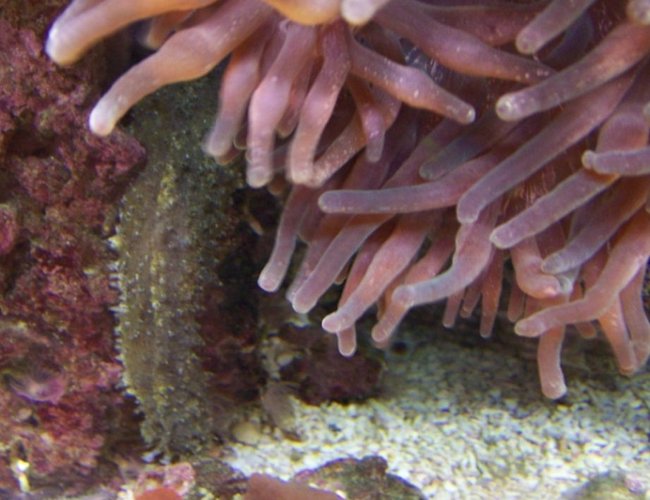 corals inverts - entacmaea quadricolor - rose anemone stocking in 46 gallons tank - Happy Cucumber :) corals inverts - entacmaea quadricolor - rose anemone stocking in 46 gallons tank - Happy Cucumber :)