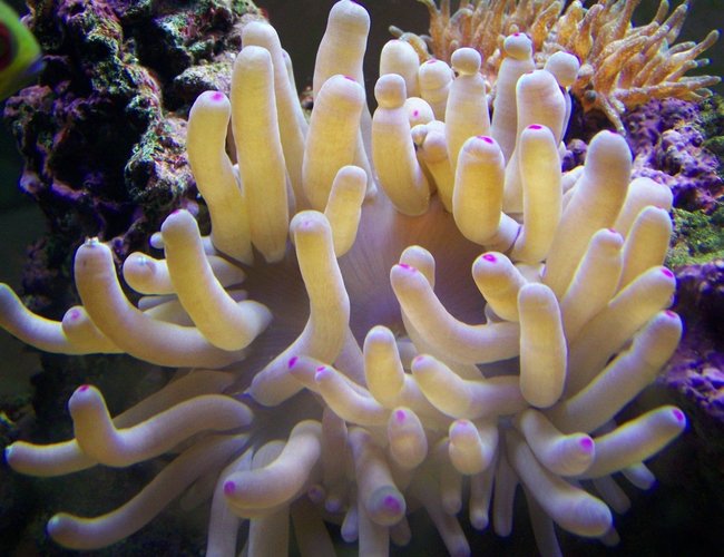corals inverts - condylactis sp. - haitian reef anemone stocking in 46 gallons tank corals inverts - condylactis sp. - haitian reef anemone stocking in 46 gallons tank