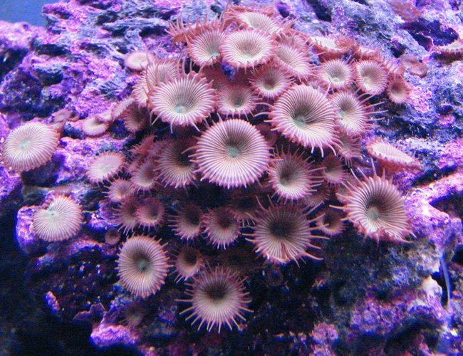 corals inverts - protopalythoa sp. - button polyp stocking in 75 gallons tank - Long Lash Green zoos corals inverts - protopalythoa sp. - button polyp stocking in 75 gallons tank - Long Lash Green zoos