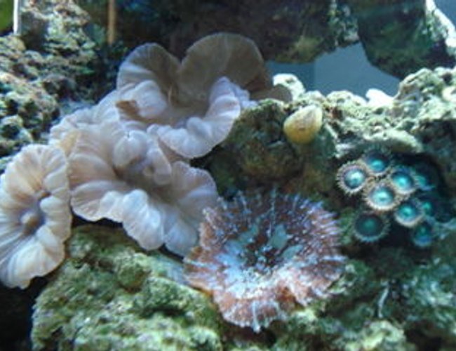 corals inverts - nemanzophyllia turbida - fox coral stocking in 120 gallons tank - Fox coral, mushroom, polyps... corals inverts - nemanzophyllia turbida - fox coral stocking in 120 gallons tank - Fox coral, mushroom, polyps...