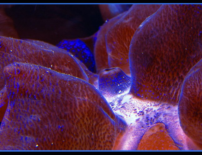 corals inverts - tridacna crocea - crocea clam stocking in 125 gallons tank - Purple Crocea clam close up corals inverts - tridacna crocea - crocea clam stocking in 125 gallons tank - Purple Crocea clam close up
