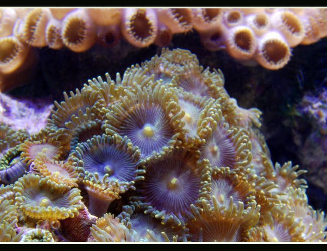 corals inverts - palythoa sp. - blue devil zoanthids stocking in 125 gallons tank - Zoas in my reef tank close corals inverts - palythoa sp. - blue devil zoanthids stocking in 125 gallons tank - Zoas in my reef tank close