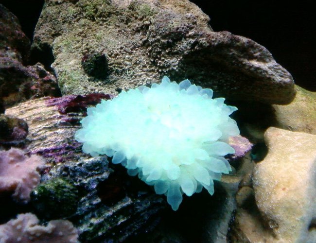 corals inverts - entacmaea quadricolor - bulb anemone stocking in 46 gallons tank - neon green bubble tip anemone corals inverts - entacmaea quadricolor - bulb anemone stocking in 46 gallons tank - neon green bubble tip anemone