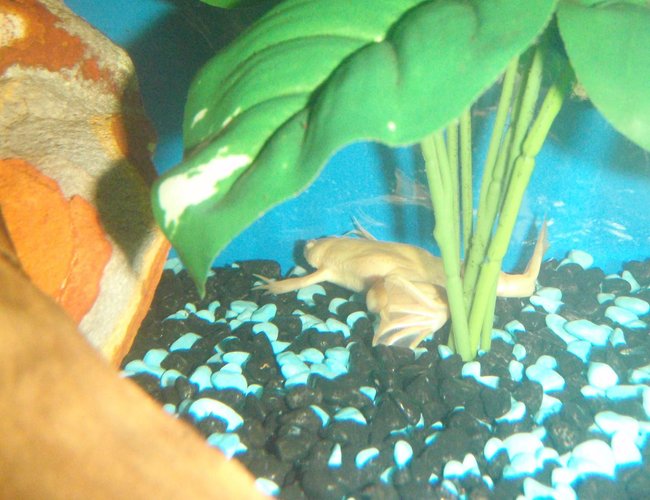 corals inverts - xenopus laevis - albino clawed frog stocking in 60 gallons tank - Albino frog hiding. corals inverts - xenopus laevis - albino clawed frog stocking in 60 gallons tank - Albino frog hiding.