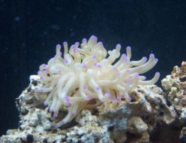 corals inverts - condylactis gigantea - condy anemone stocking in 65 gallons tank - purple tip haitian anamone corals inverts - condylactis gigantea - condy anemone stocking in 65 gallons tank - purple tip haitian anamone