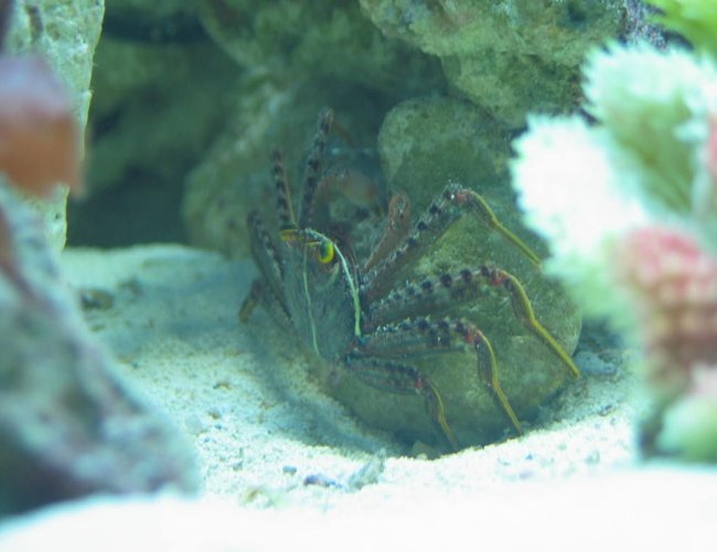 corals inverts - percnon gibbesi - sally lightfoot crab stocking in 125 gallons tank - Sally Lightfoot corals inverts - percnon gibbesi - sally lightfoot crab stocking in 125 gallons tank - Sally Lightfoot
