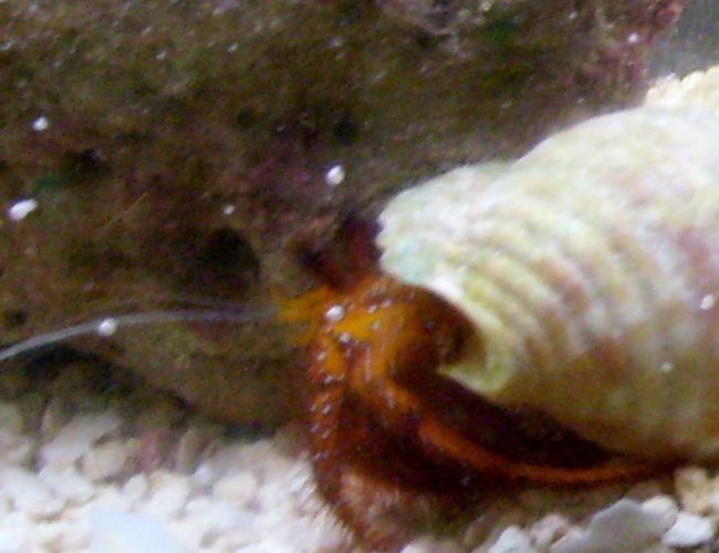 corals inverts - clibanarius sp. - dwarf red tip hermit crab stocking in 55 gallons tank - the crab when i bought him corals inverts - clibanarius sp. - dwarf red tip hermit crab stocking in 55 gallons tank - the crab when i bought him