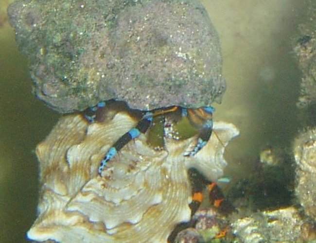 corals inverts - calcinus elegans - electric blue hermit crab stocking in 155 gallons tank - Electric Blue Hermit on back of Electric Orange Hermit corals inverts - calcinus elegans - electric blue hermit crab stocking in 155 gallons tank - Electric Blue Hermit on back of Electric Orange Hermit