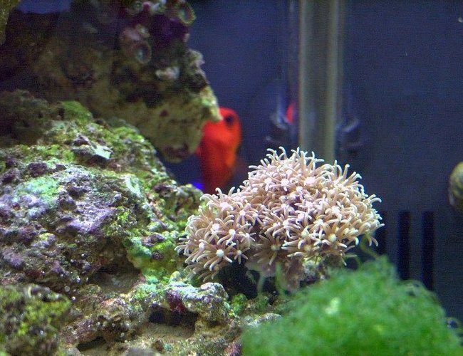 corals inverts - briareum sp. - starburst polyp stocking in 14 gallons tank - Starburst Polyp's corals inverts - briareum sp. - starburst polyp stocking in 14 gallons tank - Starburst Polyp's