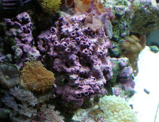 corals inverts - rhodactis sp. - green mushroom stocking in 20 gallons tank - after 7 months corals inverts - rhodactis sp. - green mushroom stocking in 20 gallons tank - after 7 months