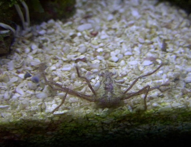 corals inverts - stenorhynchus seticornis - arrow crab stocking in 14 gallons tank - Frilly Arrow Crab corals inverts - stenorhynchus seticornis - arrow crab stocking in 14 gallons tank - Frilly Arrow Crab