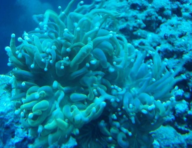 corals inverts - euphyllia glabrescens - torch coral stocking in 37 gallons tank - Torch corals inverts - euphyllia glabrescens - torch coral stocking in 37 gallons tank - Torch