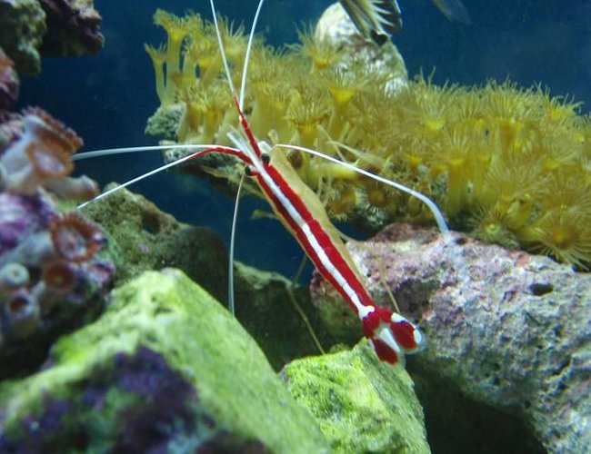 corals inverts - lysmata amboinensis - scarlet skunk cleaner shrimp stocking in 37 gallons tank - skunk corals inverts - lysmata amboinensis - scarlet skunk cleaner shrimp stocking in 37 gallons tank - skunk