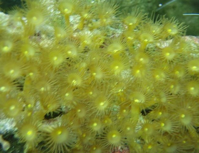 corals inverts - undescribed zoanthid - colony polyp, yellow stocking in 37 gallons tank - Yellow polyps corals inverts - undescribed zoanthid - colony polyp, yellow stocking in 37 gallons tank - Yellow polyps