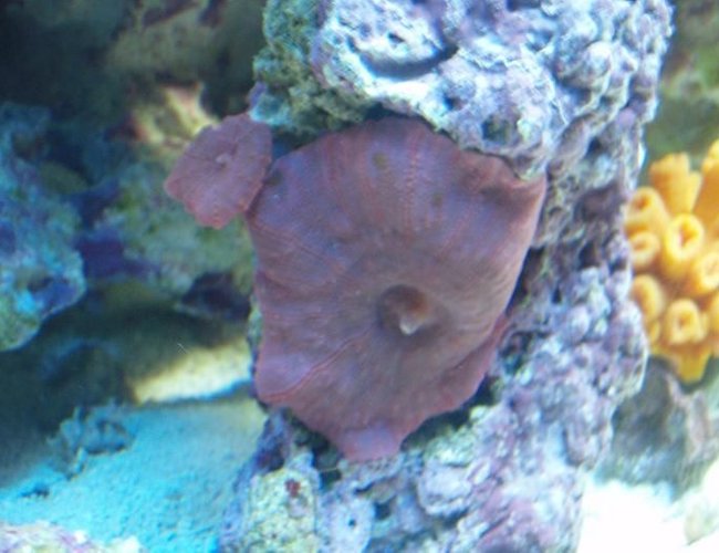 corals inverts - actinodiscus sp. - blue mushroom stocking in 37 gallons tank - Red Shroom corals inverts - actinodiscus sp. - blue mushroom stocking in 37 gallons tank - Red Shroom
