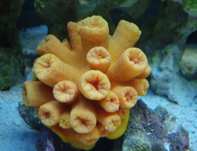 corals inverts - tubastrea sp. - tube coral stocking in 37 gallons tank - sun coral corals inverts - tubastrea sp. - tube coral stocking in 37 gallons tank - sun coral