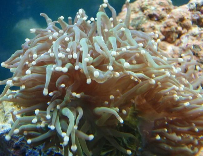 corals inverts - euphyllia glabrescens - torch coral stocking in 37 gallons tank - torch corals inverts - euphyllia glabrescens - torch coral stocking in 37 gallons tank - torch