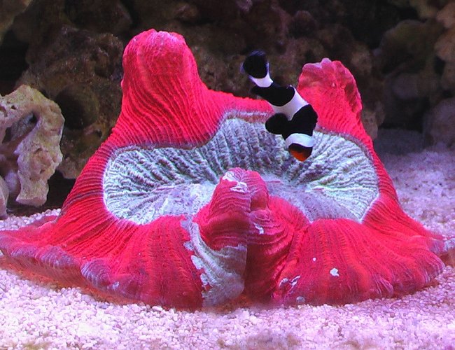 corals inverts - trachyphyllia geoffroyi - brain coral, trachyphyllia stocking in 100 gallons tank - Bali Brain corals inverts - trachyphyllia geoffroyi - brain coral, trachyphyllia stocking in 100 gallons tank - Bali Brain