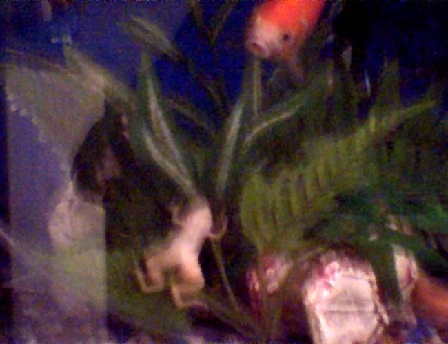 corals inverts - xenopus laevis - albino clawed frog stocking in 45 gallons tank - and whodini (african Claw frog) escape artist corals inverts - xenopus laevis - albino clawed frog stocking in 45 gallons tank - and whodini (african Claw frog) escape artist