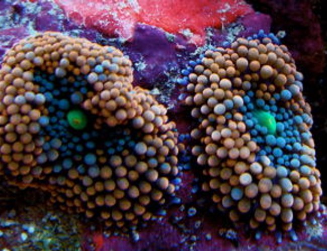 corals inverts - ricordea florida - ricordea mushroom stocking in 999 gallons tank - Ricordea florida corals inverts - ricordea florida - ricordea mushroom stocking in 999 gallons tank - Ricordea florida
