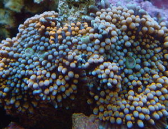corals inverts - ricordea florida - ricordea mushroom stocking in 999 gallons tank - ricordea florida corals inverts - ricordea florida - ricordea mushroom stocking in 999 gallons tank - ricordea florida